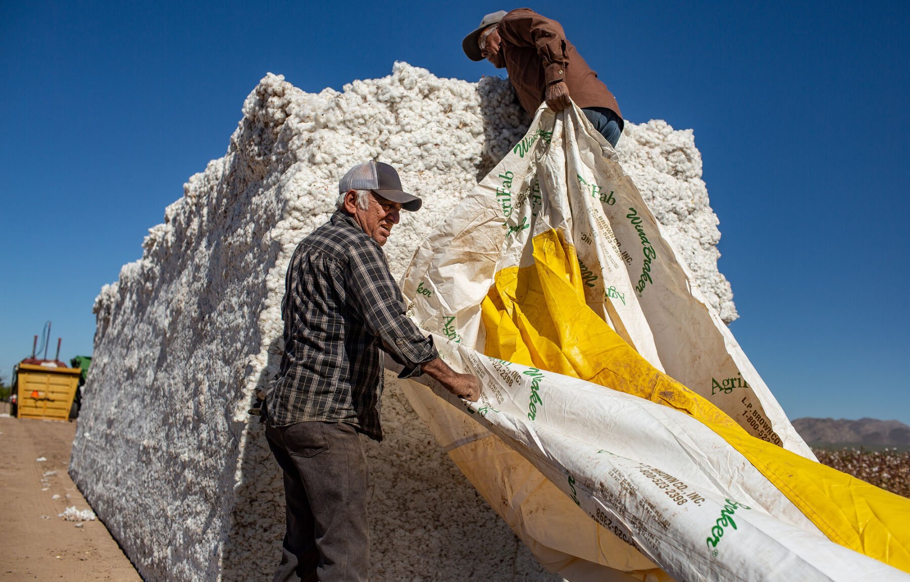 Cotton Harvest